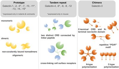 Galectin functions in cancer-associated inflammation and thrombosis